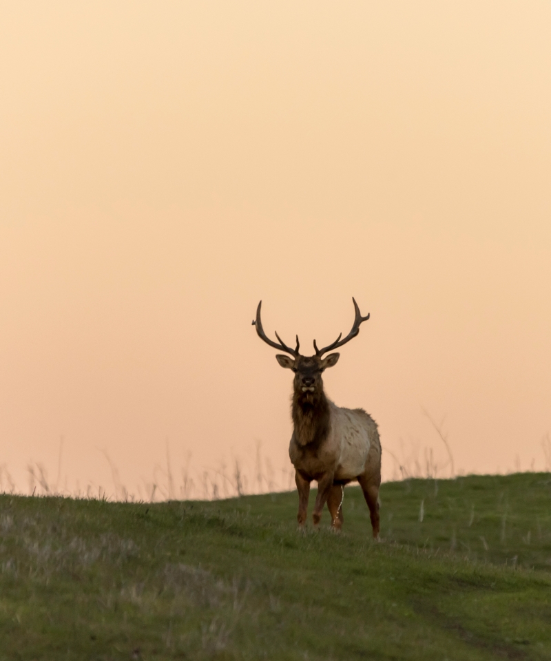 Regional Conservation Investment Strategy
