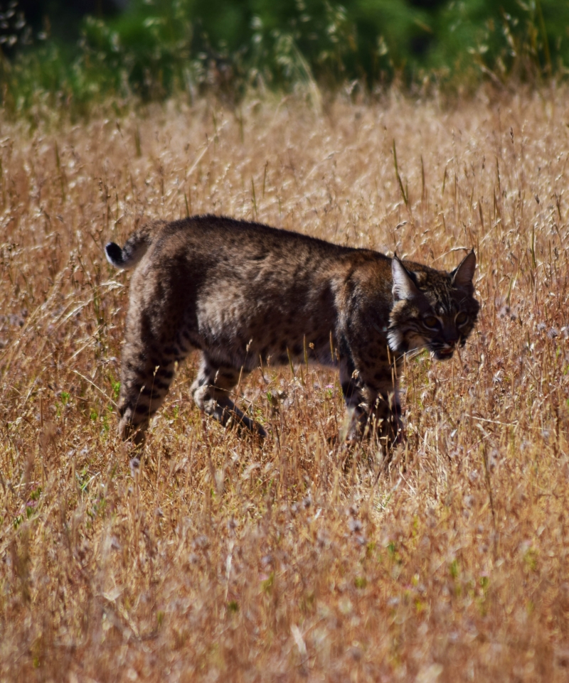 Coyote Valley Bobcat and Gray Fox Connectivity Study