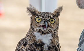 Wildlife Education and Rehabilitation Center (WERC)