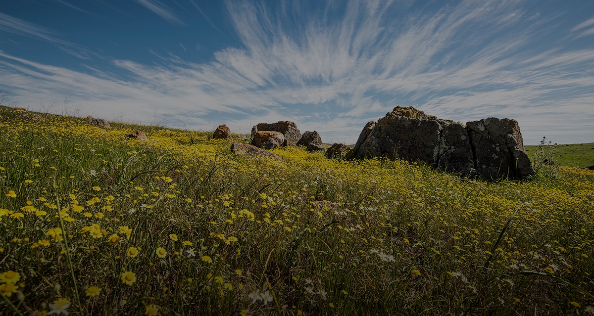 Coyote Ridge