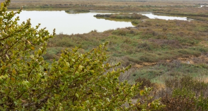 Baylands